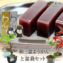 敬老の日 盆栽と和菓子 ようかん 選べる盆栽のセット プレゼント ギフト 趣味 長寿 長生き 縁起 和