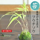 盆栽 苔玉 フウチソウの苔玉 風知草 ミニ盆栽 草もの 山野草 ミニ盆栽 室内 初心者 プレゼント ギフト 誕生日 お祝い 退職 開店祝い 周年 結婚 入学 引越 新築 改装 移転 送別 昇進 長寿祝い 母の日 父の日 敬老