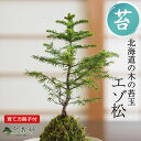 盆栽 松 エゾ松の苔玉 エゾマツ 蝦夷松 ミニ盆栽 コケ玉 苔 こけだま ミニ松 初心者 室内鑑賞 インテリアグリーン かわいい おしゃれ プレゼント ギフト 贈り物 誕生日 母の日 父の日 敬老の日 長寿祝い 賀寿祝い 新築 引越 定