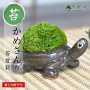 苔盆栽 かめ 苔 盆栽 苔 苔陶器 置物 信楽焼 コケ 室内鑑賞 初心者 趣味 和風 インテリアグリーン テラリウム 苔玉 こけだま こけ盆栽 コケ盆栽 草 山苔 苔玉盆栽 プレゼント ギフト 贈り物 誕生日 母の日 父の日 敬老の日