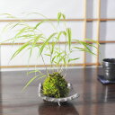 盆栽 苔玉 フウチソウの苔玉 風知草 ミニ盆栽 草もの 山野草 ミニ盆栽 室内 初心者 プレゼント ギフト 誕生日 お祝い 退職 開店祝い 周年 結婚 入学 引...