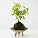 紅葉(もみじ)の苔玉 盆栽 ギフト プレゼント ミニ盆栽 贈り物 誕生日 お祝い 退職 開店祝い 周年 結婚 結婚記念日 引越 新築 改装 移転 送別 昇進 長...