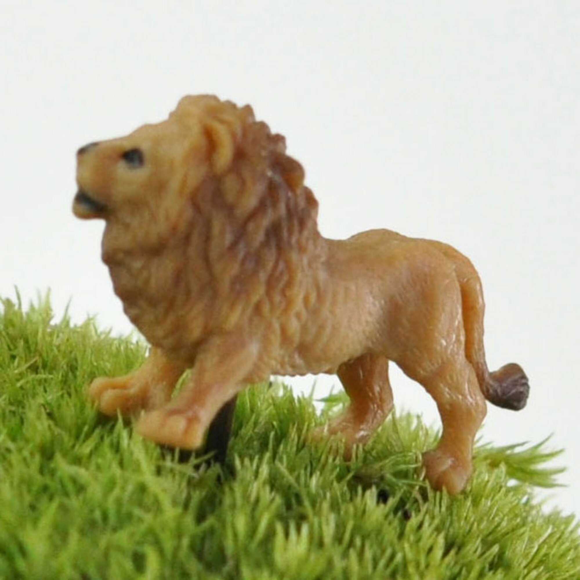 アニマルピック ライオン テラリウム 苔庭 多肉植物