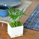 盆栽 観葉植物 テーブルヤシのモダン盆栽風 陶板付き インテリア グリーン ミニ観葉 ギフト プレゼント 贈り物 誕生日 御祝 開店祝 敬老の日