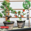 敬老の日 盆栽 松 花 五葉松 長寿梅 万古焼 ペアセット ミニ盆栽 鉢植え 初心者 インテリア 室内 卓上 誕生日 お祝い 退職 開店祝い 周年 結婚 卒業 入学 引越 新築 改装 移転 送別 昇進 長寿祝い 両親 夫婦 母の日 父の日 敬老の