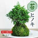 盆栽 ヒノキ 苔玉 ミニ盆栽 苔玉盆栽 苔盆栽 檜 ひのき 趣味 初心者 室内 鑑賞 卓上盆栽 プレゼント ギフト 贈り物 母の日 父の日 敬老の日 誕生日 お祝い 退職 開店祝い 周年 結婚 卒業 入学 引越 新築 改装 移転 送別