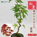 ミニ盆栽 もみじ 曲がりもみじ 敬老 プレゼント 盆栽 初心者 室内 紅葉 ミニミニ盆栽 もみじミニ盆栽 寄せ植え 鑑賞 おしゃれ かわいい ギフト 贈り物 盆...
