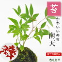 南天の苔玉 盆栽 ギフト プレゼント ミニ盆栽 贈り物 誕生日 お祝い 退職 開店祝い 周年 結婚 結婚記念日 引越 新築 改装 移転 送別 昇進 長寿祝い