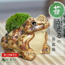 苔盆栽 かえる 苔 盆栽 苔 苔陶器 置物 信楽焼 コケ 室内鑑賞 初心者 趣味 和風 インテリアグリーン テラリウム インテリア 苔玉 こけだま こけ盆栽 コ...