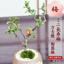 ミニ盆栽 長寿梅 ミニミニ盆栽 ミニ長寿梅 万古焼 丸鉢 趣味 初心者 入門 室内 鑑賞 花ものミニ盆栽 ミニ盆栽 人気 鉢植え プレゼント ギフト 誕生日 父の日 お祝い 退職 開店祝い 周年 結婚 卒業 入学 改装 移転 送別