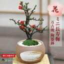 敬老の日 ミニ盆栽 長寿梅 ミニ長寿梅 ミニミニ盆栽 万古焼 ハケメ丸鉢 花ものミニ盆栽 初心者 室内 鑑賞 盆栽入門 ミニ盆栽 人気 鉢植え プレゼント ギフト 誕生日 父の日 お祝い 退職 開店祝い 周年 結婚 卒業 入学 改装 移転 送