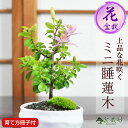 ミニ盆栽 睡蓮木 ミニミニ盆栽 スイレンボク 白丸陶器鉢 万古焼 受け皿付き 花物 花鉢 初心者 趣味 夫婦 両親 父母 インテリア モダン 卓上 誕生日 お祝...