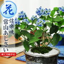 盆栽 常山(じょうざん)アジサイ 碧の瞳 信楽焼鉢 ディクロア ミニ盆栽 花の盆栽 アジサイ 紫陽花 プレゼント ギフト 贈り物 贈答品 誕生日 長寿祝い 母の...