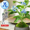 盆栽 ミニ盆栽 ミニ常山あじさい 銀灰丸鉢 碧の瞳 碧のひとみ ディクロア ギフト プレゼント 誕生日 お祝い 母の日 父の日