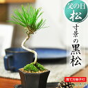 盆栽 四国黒松 寸景 ミニ盆栽 ボンサイ 松盆栽 ギフト プレゼント 父の日