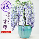 盆栽 藤 一才藤 藤盆栽 花もの 誕生日 お祝い 退職 開店祝い 周年 結婚 引越 新築 改装 移転 送別 昇進 長寿祝い 母の日 父の日 鉢植え ボンサイ プ...