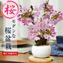 桜 盆栽 ミニ盆栽 桜盆栽 モダン白玉鉢 ミニ桜 旭山桜 一才桜 モダン 初心者 室内 鑑賞 花見 育て方説明書付き 肥料付き 卓上盆栽 ミニサイズ ギフト プ...