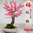 盆栽 梅 紅梅 信楽鉄鉢 ミニ盆栽 小品盆栽 梅盆栽 梅の盆栽 花もの 初心者 趣味 入門 育て方説明書付き 肥料付き 卓上盆栽 室内 鑑賞 ギフトプレゼント ...