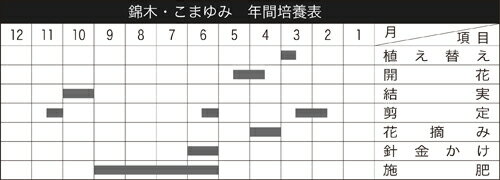 盆栽 ミニ盆栽 「錦木」 2