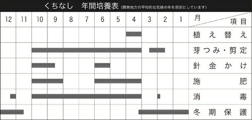盆栽 ミニ盆栽 「くちなし〔喜代誉〕」 雑木 花物 実物 素材 苗木 盆栽 梔子 巵子 クチナシ