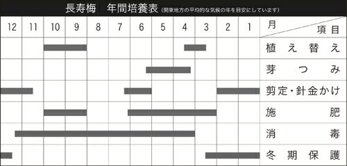 盆栽 ミニ盆栽 「長寿梅（赤花）」　チョウジュバイ 雑木 花物 小品盆栽 盆栽素材 苗木 ポット苗 木瓜 ボケ
