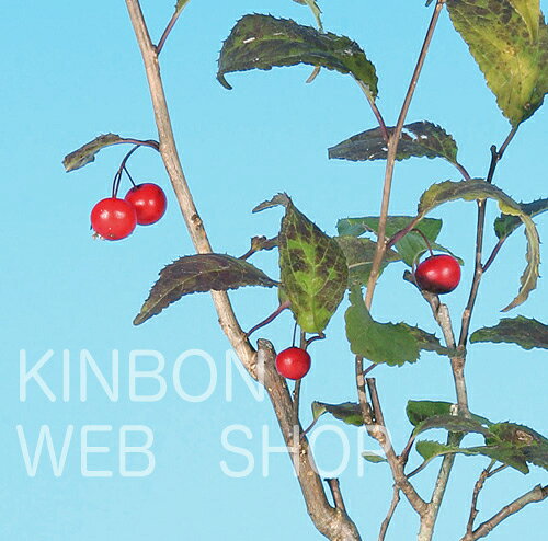 盆栽 ミニ盆栽 「風鈴梅もどき」 雑木 花物 実物 素材 苗木 盆栽 ウメモドキ