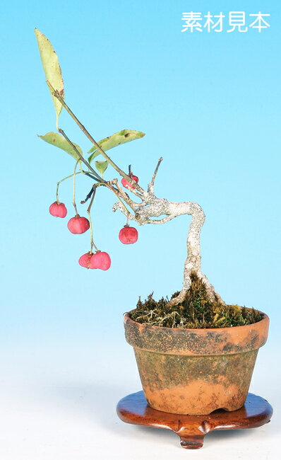 盆栽 ミニ盆栽 「緋玉まゆみ」 bonsai 小品盆栽 ミニ盆栽