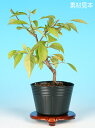 一才えごのき　雑木 花物 葉物 素材 苗木 盆栽 チシャノキ チサノキ エゴノキ