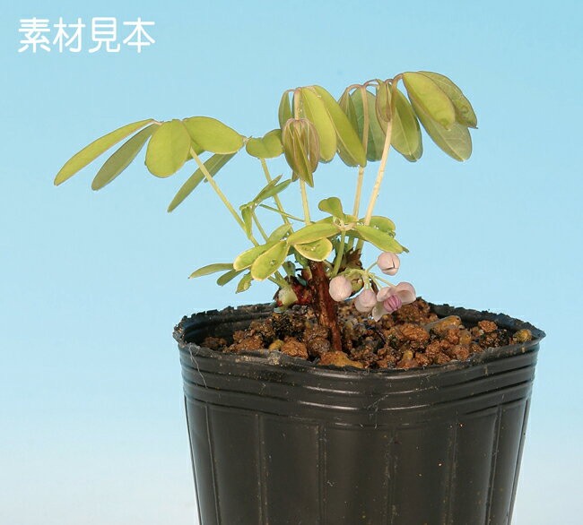 盆栽 ミニ盆栽 「一才あけび」 bonsai 小...の商品画像