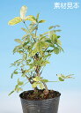 盆栽 苗 斑入あけび bonsai 小品盆栽 ミニ盆栽