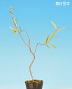 六角堂柳　雑木 葉物 素材 苗木 盆栽 ヤナギ ロッカクドウヤナギ