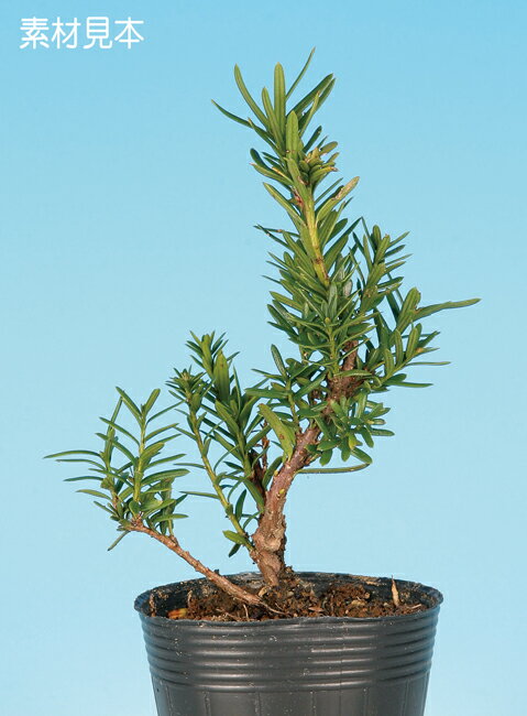 楽天市場】イチイ(盆栽|花・観葉植物):花・ガーデン・DIYの通販 楽天市場】イチイ(盆栽|花・観葉植物):花・ガーデン・DIYの通販