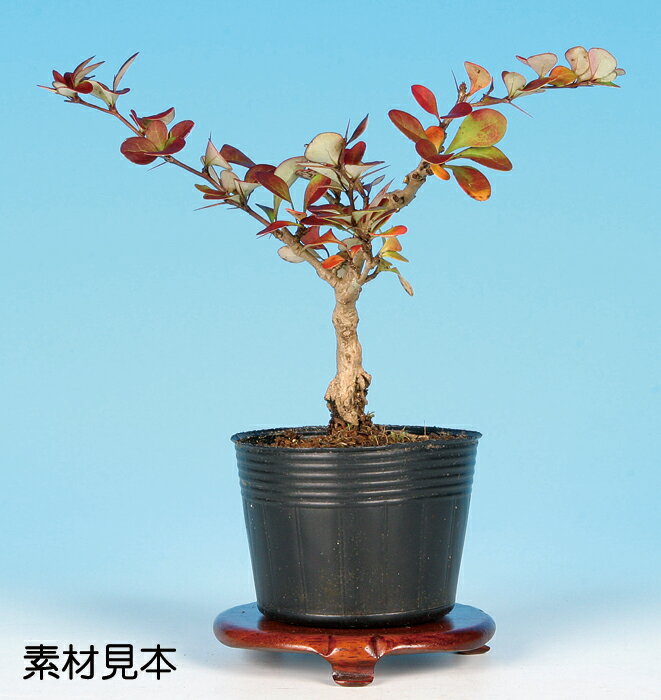 盆栽 ミニ盆栽 「荒皮めぎ」