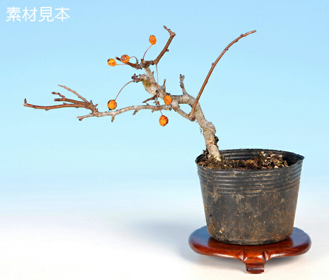 盆栽 ミニ盆栽 「ずみ　（埴生の星）」　ズミ 酸実 桷 花物 実物 小品盆栽 盆栽素材 苗木 ポット苗 1