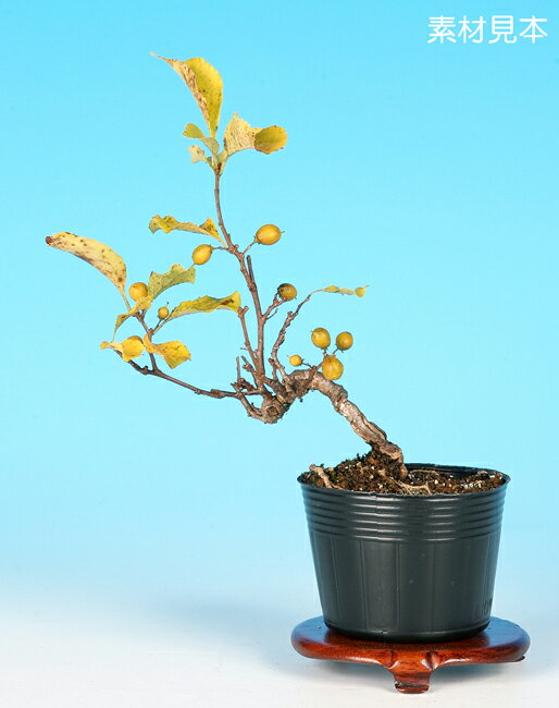楽天市場】小品盆栽 販売(種類(植物)ウメモドキ(梅もどき 楽天市場】小品盆栽 販売(種類(植物)ウメモドキ(梅もどき