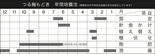 盆栽 ミニ盆栽 「つる梅もどき(雄木)」 ツルウメモドキ 蔓梅もどき つるうめ 小品 実物 苗木 ポット苗 交配 実成