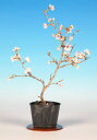 ミニ盆栽 「桜(喜多の花)」 サクラ さくら sakura 桜盆栽 盆栽素材 盆栽苗 ポット苗 ピンク花 花見 自宅でお花見を楽しもう