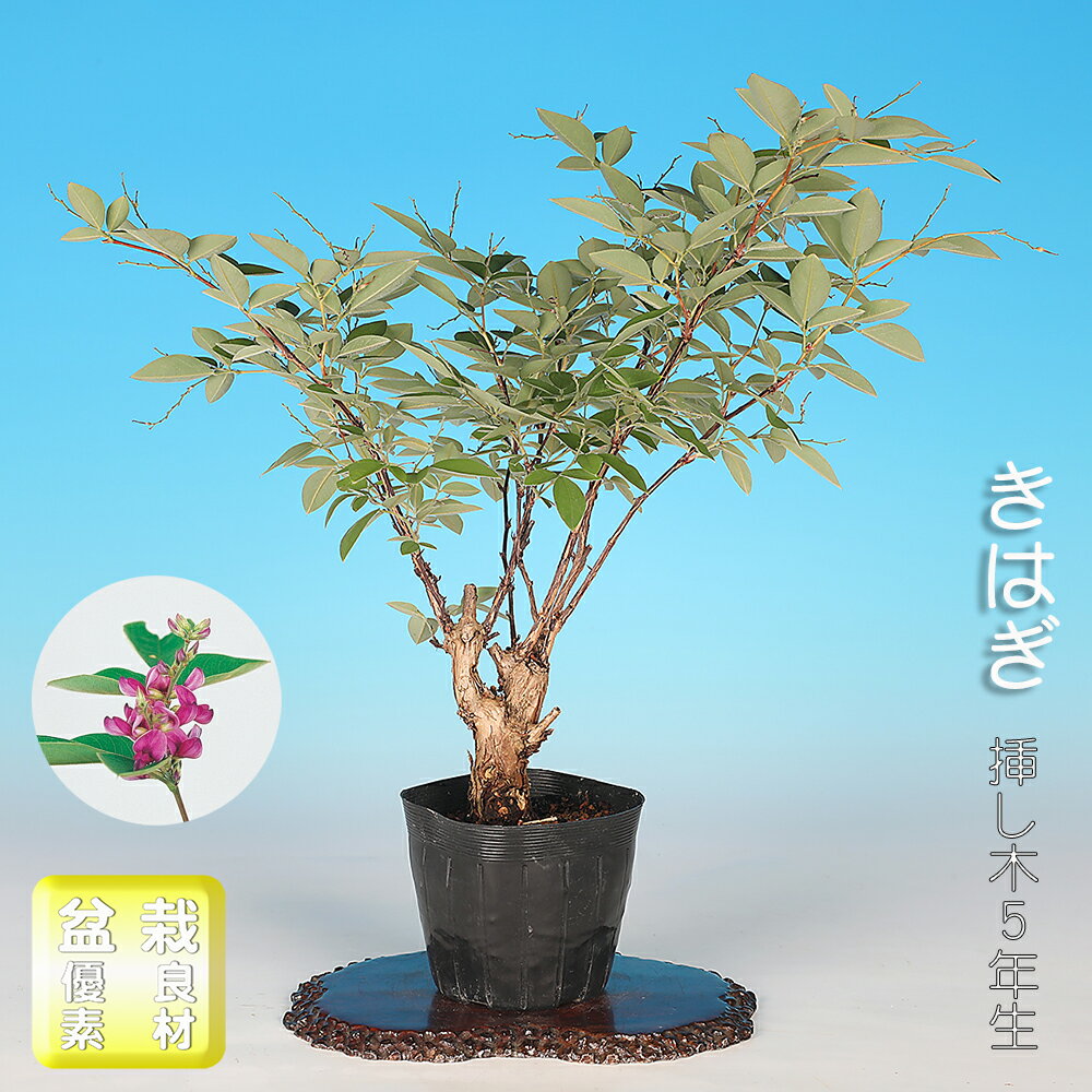 盆栽 きはぎ 挿し木5年生 木萩 キハギ 花物盆栽