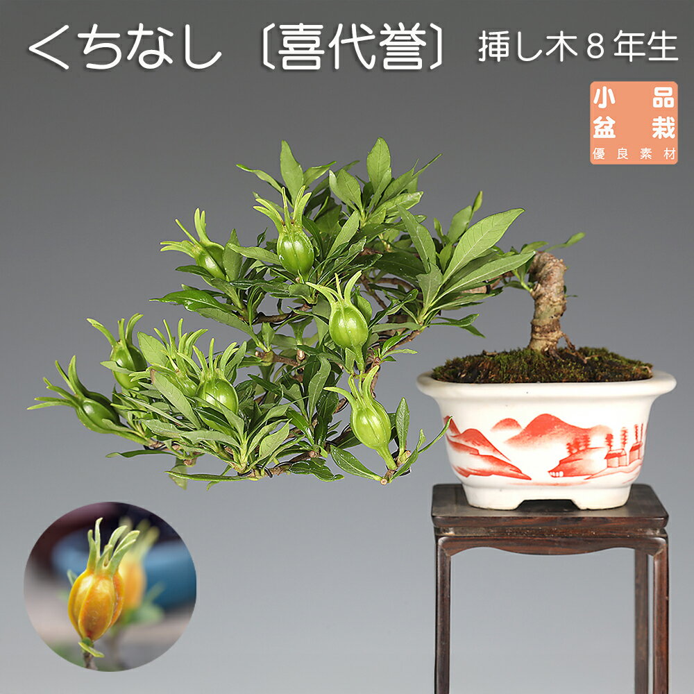 盆栽 くちなし クチナシ ミニ盆栽 小品盆栽 実付き 花物盆栽 実物盆栽