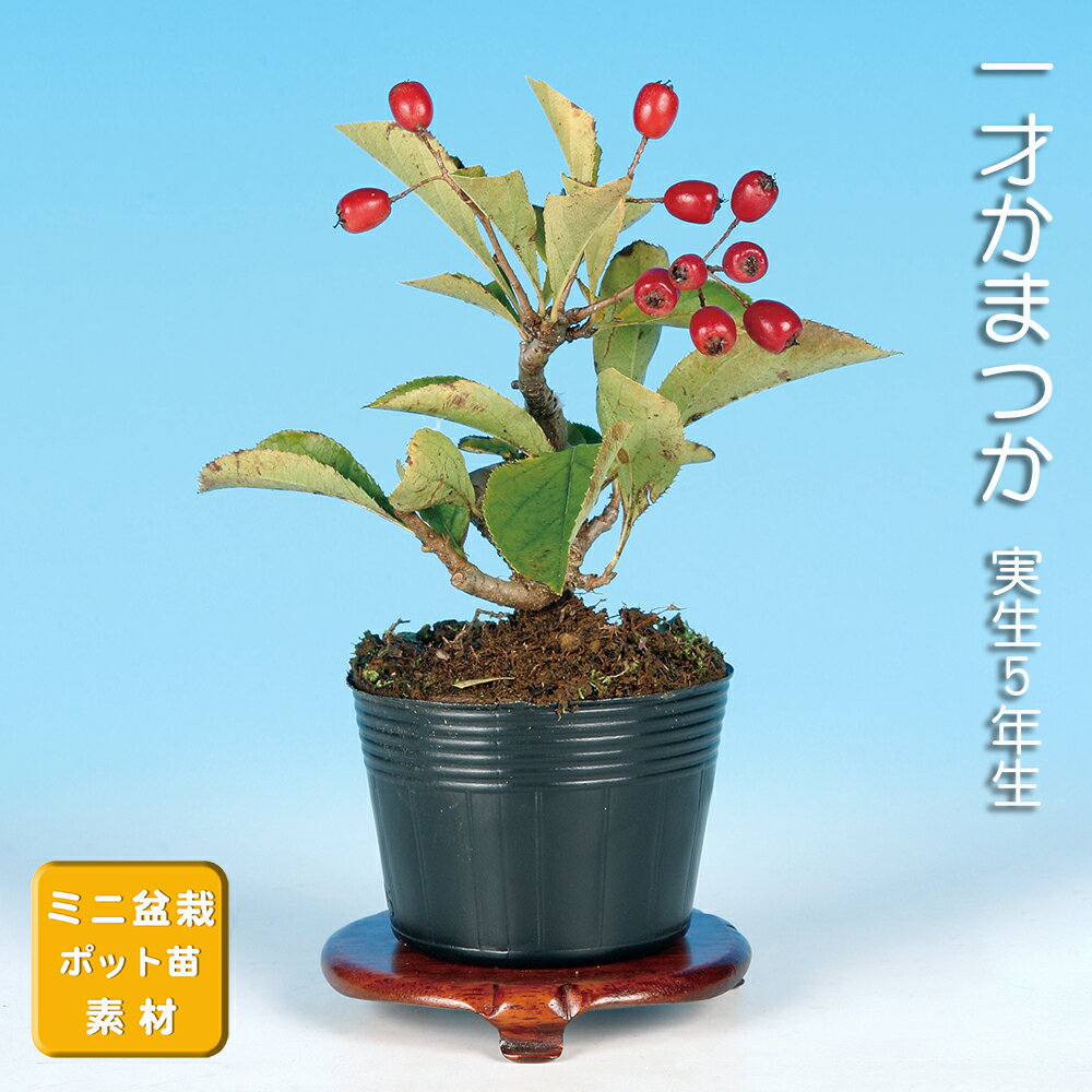 盆栽 一才かまつか カマツカ 鎌柄 小品盆栽 ミニ盆栽 花物 実物 盆栽素材 苗木