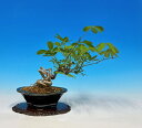 盆栽 「五ツ葉あけび」　実もの盆栽 bonsai 小品盆栽 アケビ