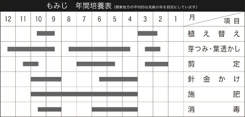 盆栽 ミニ盆栽 「もみじ 獅子頭」