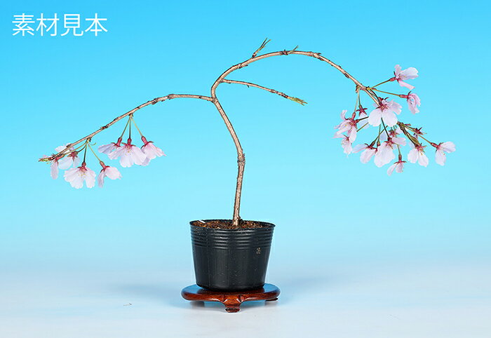 ߥߺ ֿ   sakura ߺ ߺǺ ߺ ݥå ԥ󥯲 ָ Ǥָڤ⤦