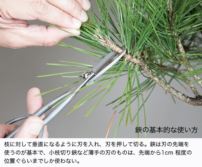 �ߺ�ƻ�� �ߺ��� ������ �֥��ƥ�쥹��­Ĺ�ߺ����� ���ڤ��� �Ϥ��� �ϥ��� ������ƻ�� ����Ƥ� ��Ĺ210mm ������ ������̵����