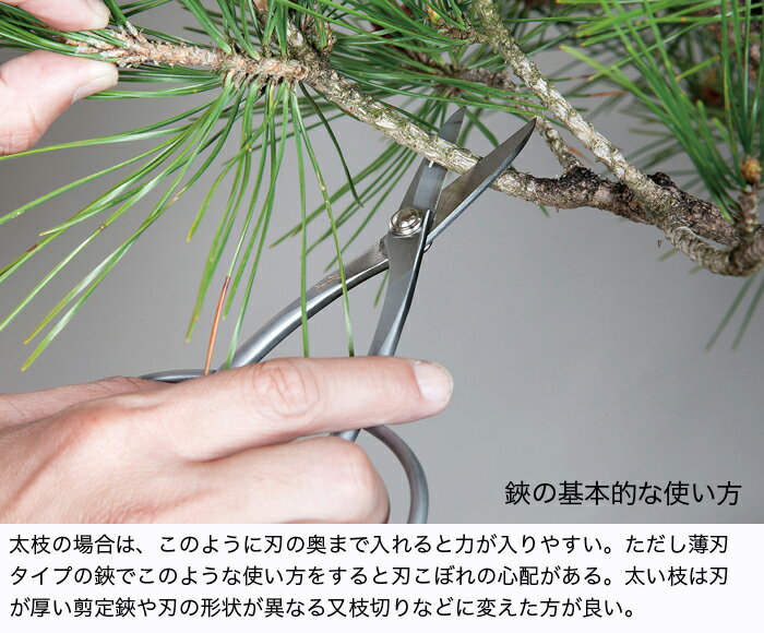 �ߺ�ƻ�� �ߺ��� ������ �֥��ƥ�쥹������������ �����ڤ��� �Ϥ��� �ϥ��� ������ƻ�� ����Ƥ� ��Ĺ210mm ������ A8���ƥ�쥹�� ������̵����