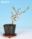 ミニ盆栽 「桜(八重の輝)」 サクラ さくら sakura 桜盆栽 盆栽素材 盆栽苗 ポット苗 ピンク花 花見 自宅でお花見を楽しもう