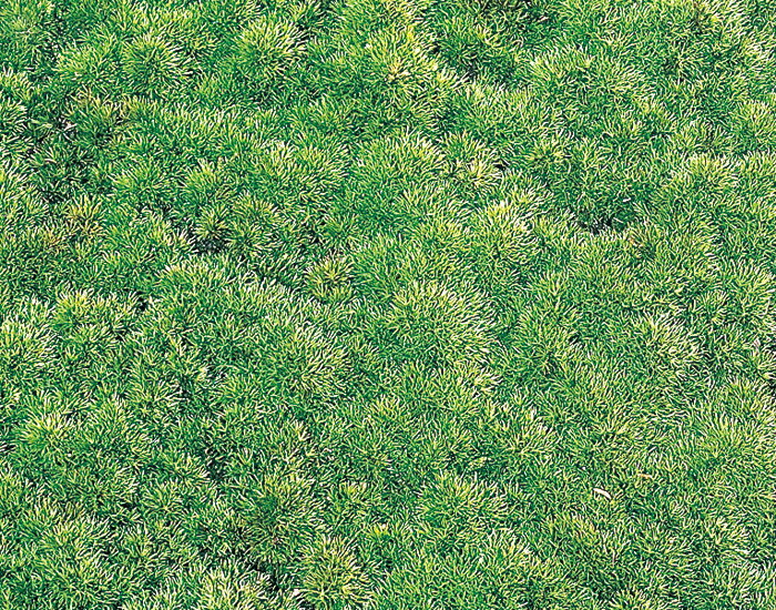 �ߺ� �� �֥�ޥ����ʥѥå�����ˡ� �ߺϤ�ɽ�ڤβ��� �ݶ� ��ȭ �ƥ�ꥦ�� �߷� ���Υ��饦��ɥ��С��ʤ�����¿��