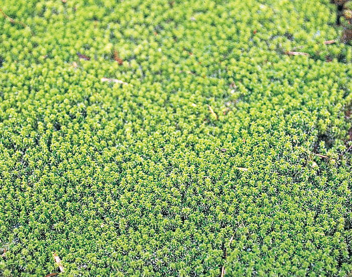 �ߺ� �� �֥��ʥ����ʥѥå�����ˡ� �ߺϤ�ɽ�ڤβ��� �ݶ� ��ȭ �ƥ�ꥦ�� �߷� ���Υ��饦��ɥ��С��ʤ�����¿��