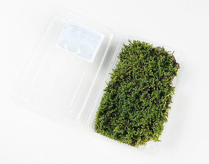 盆栽 苔 「ハイゴケ（パック入り）」 盆栽の表土の化粧 苔玉 苔鉢 テラリウム 盆景...