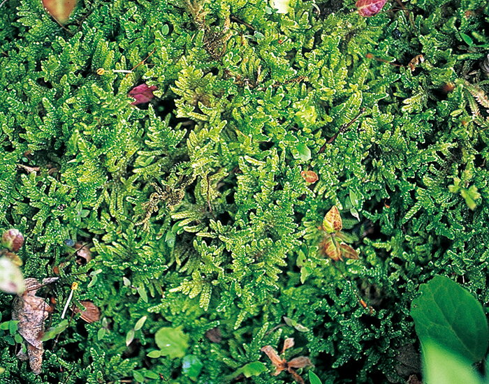 �ߺ� �� �֥ϥ������ʥѥå�����ˡ� �ߺϤ�ɽ�ڤβ��� �ݶ� ��ȭ �ƥ�ꥦ�� �߷� ���Υ��饦��ɥ��С��ʤ�����¿��